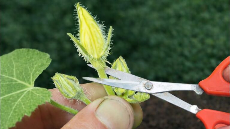 You won’t believe what your pumpkins need to explode in size… just this simple fix!