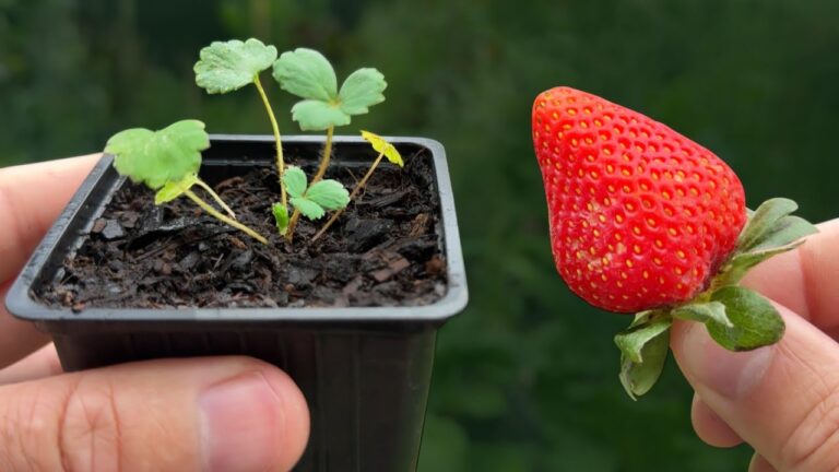 You won’t believe how many strawberries you’ll get… with just one from the market!