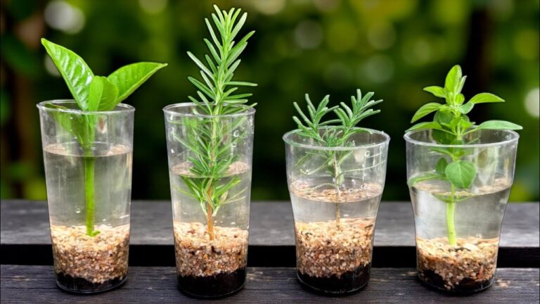 You won’t believe how fast plants grow… just by rooting them in water!