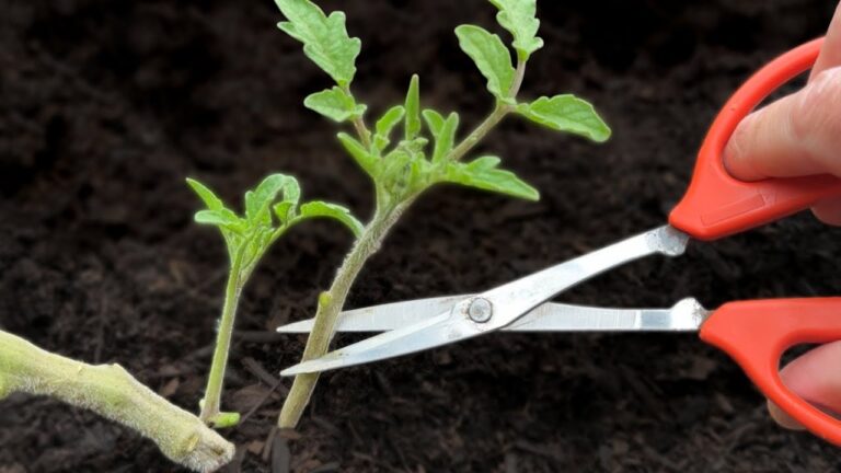 You won’t believe how these 5 tricks boost tomato growth… it’s unreal!