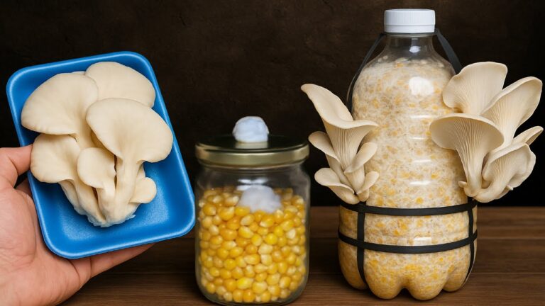 You won’t believe how supermarket mushrooms explode… with this simple hack!